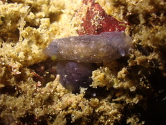 Dendrodoris nigra