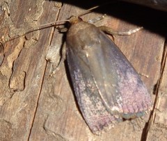 Amphipyra livida