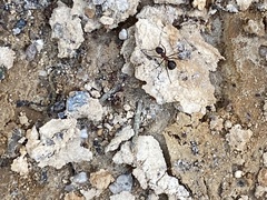 Formica polyctena × rufa