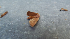 Photedes fluxa