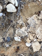 Formica polyctena × rufa