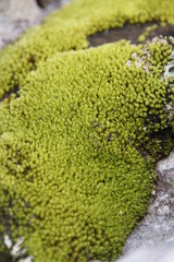 Crossidium spiralifolium