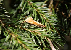 Caloptilia packardella