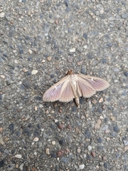 Cydalima perspectalis