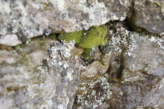 Crossidium spiralifolium