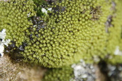 Crossidium spiralifolium