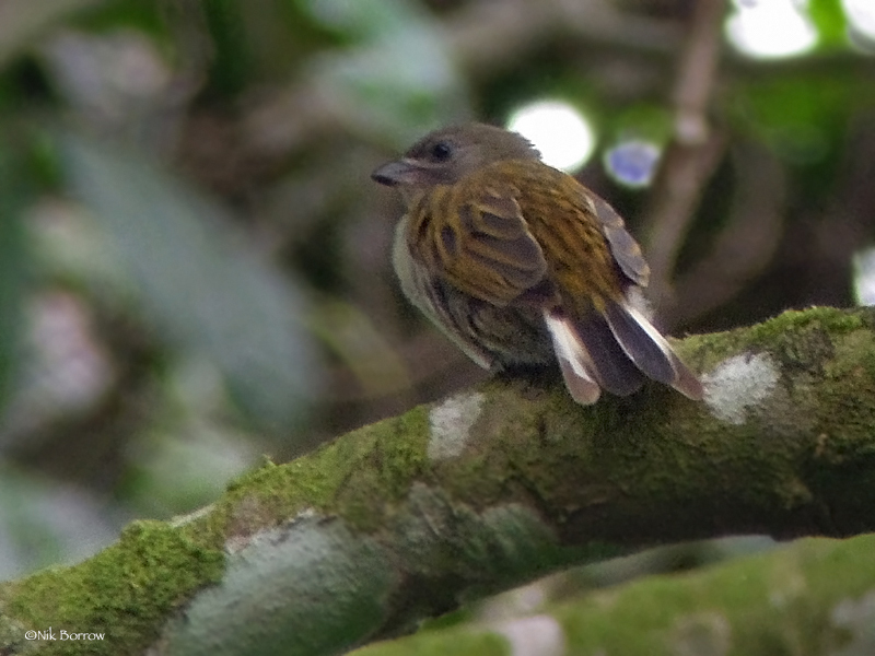 Least Honeyguide (Indicator exilis) photo