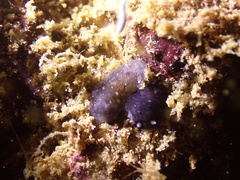 Dendrodoris nigra