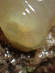 Ciona intestinalis