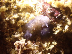 Dendrodoris nigra