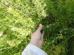 Chamaecytisus ruthenicus