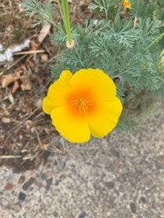 Eschscholzia californica