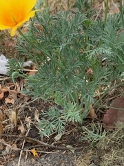 Eschscholzia californica
