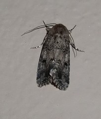 Spodoptera triturata