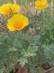 Eschscholzia californica