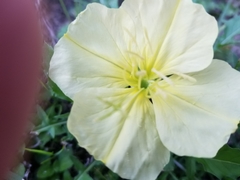 Oenothera triloba