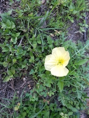 Oenothera triloba