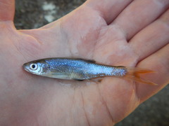 Lythrurus umbratilis