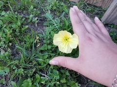 Oenothera triloba
