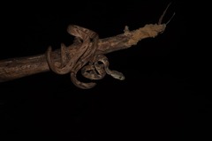 Boiga bengkuluensis