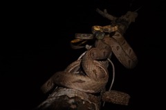 Boiga bengkuluensis