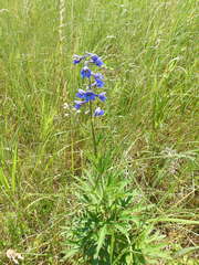 Delphinium elatum