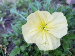 Oenothera triloba