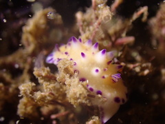 Mexichromis multituberculata