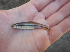 Notropis atrocaudalis