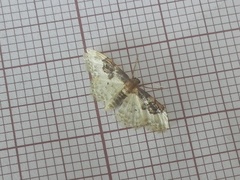 Idaea mustelata