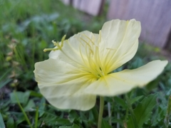 Oenothera triloba