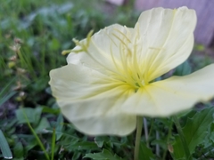 Oenothera triloba