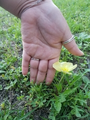 Oenothera triloba