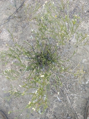 Euchaetis
