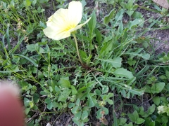 Oenothera triloba