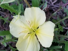 Oenothera triloba