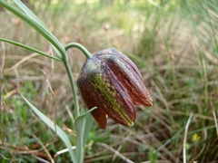 Fritillaria montana