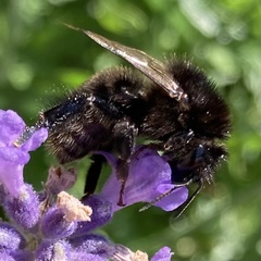 Bombus subterraneus
