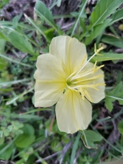 Oenothera triloba