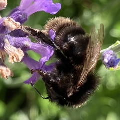 Bombus subterraneus