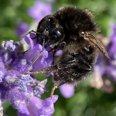 Bombus subterraneus
