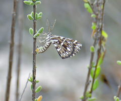 Fernaldella georgiana