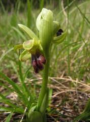 Ophrys fusca funerea