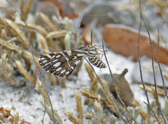 Fernaldella georgiana