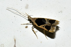Deltoplastis commatopa