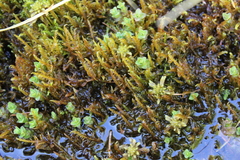 Sarmentypnum exannulatum