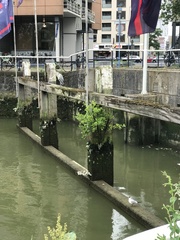 Ardea cinerea