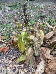 Veratrum californicum