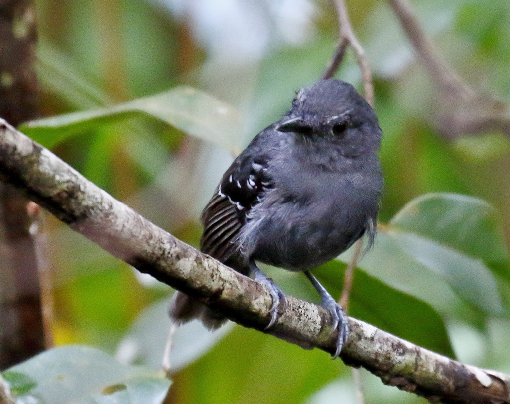 Willis's Antbird photo