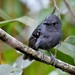 Willis's Antbird - Photo (c) Hector Bottai, some rights reserved (CC BY-SA)